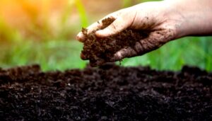 Membuat Pupuk Organik: Kontribusi Ramah Lingkungan untuk Pertanian Berkelanjutan