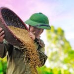 makanan pengganti padi