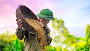 makanan pengganti padi