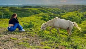Seorang Wanita melihat kuda putih yang sedang makan rumput di Bukit Wairinding, salah satu destinasi wisata Pulau Sumba