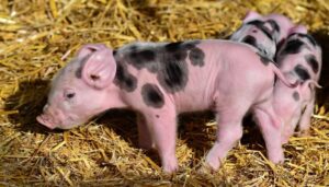 Ternak Babi, Kesehatan Ternak