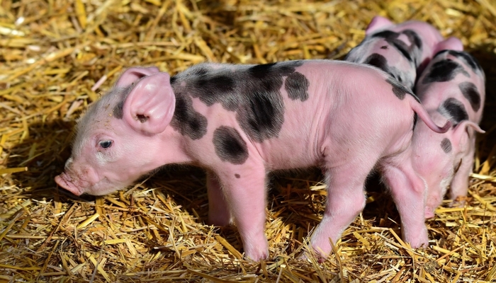 Ternak Babi, Kesehatan Ternak