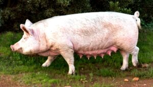 8 Langkah Mengatasi Virus ASF pada Ternak Babi