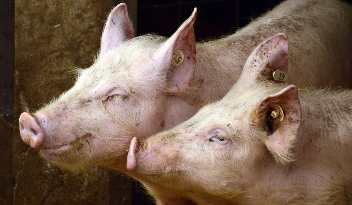 Gambar Ilustrasi. Penyebab Virus ASF Mewabah pada Ternak Babi (Peggychoucair/Pixabay/Suara Jarmas)