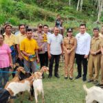 Pemda SBD serahkan bantuan ternak kambing kepada 8 kelompok ternak di 3 kecamatan, aspirasi Anggota DPRD SBD, Yusuf Bora (Johan Sogara/Lintas Sumba)