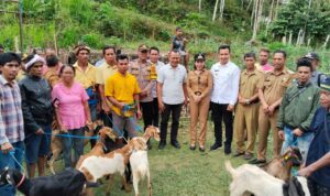 Pemda SBD serahkan bantuan ternak kambing kepada 8 kelompok ternak di 3 kecamatan, aspirasi Anggota DPRD SBD, Yusuf Bora (Johan Sogara/Lintas Sumba)