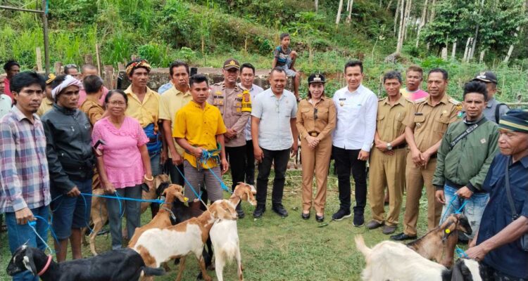 Pemda SBD serahkan bantuan ternak kambing kepada 8 kelompok ternak di 3 kecamatan, aspirasi Anggota DPRD SBD, Yusuf Bora (Johan Sogara/Lintas Sumba)