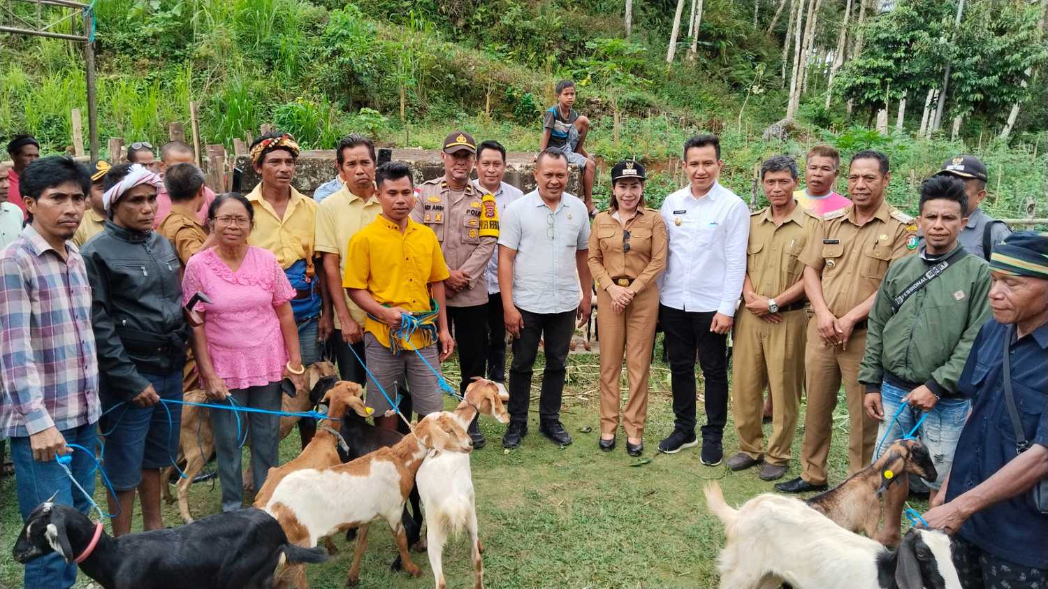Pemda SBD serahkan bantuan ternak kambing kepada 8 kelompok ternak di 3 kecamatan, aspirasi Anggota DPRD SBD, Yusuf Bora (Johan Sogara/Lintas Sumba)